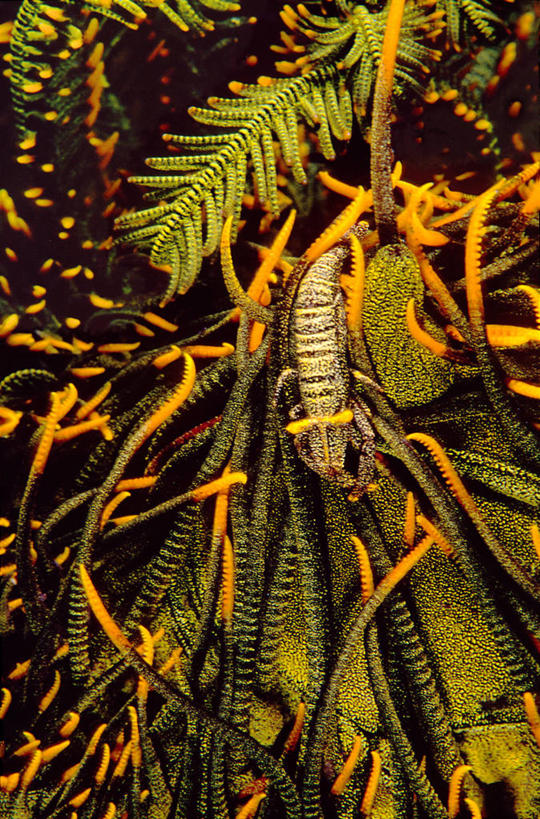 无人,竖图,室外,特写,水下,海洋,美景,印度尼西亚,景观,自然,动物,两只,景色,摄影,北苏拉威西,自然风光,共生虾,彩图,布纳肯岛