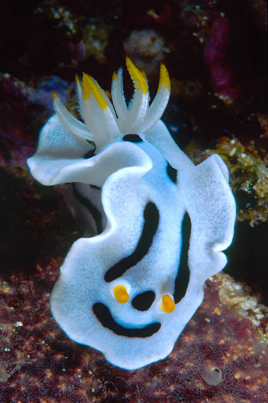 无人,竖图,室外,特写,水下,海洋,美景,印度尼西亚,发光,海蛞蝓,贝类,景观,海洋生物,自然,景色,摄影,软体动物,海兔,北苏拉威西,自然风光,水生动物,水生物,海底动物,海兔螺,彩图,布纳肯岛