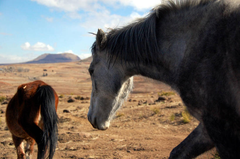 无人,站,横图,室外,特写,白天,沙漠,山,马,莱索托,地平线,地形,辽阔,地面,风景,自然,动物,两只,广阔,摄影,一望无际,延伸,天地相交,无边无际,一马平川,彩图