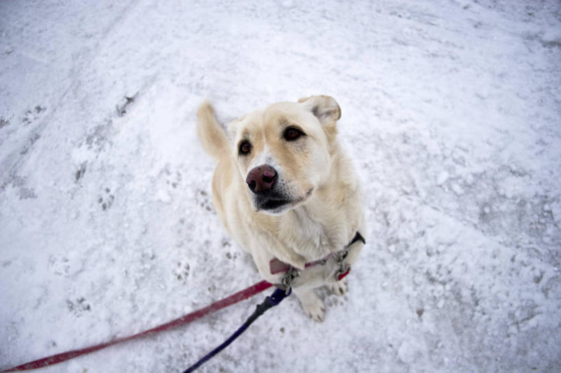 无人,坐,横图,俯视,室外,白天,纯洁,雪,宠物,狗,美国,冬天,寒冷,可爱,童年,童趣,摄影,控制,肖像,等,童真,狗链,烂漫,无邪,明尼苏达,天真,彩图,高角度拍摄