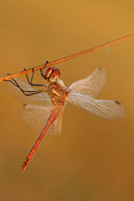 无人,竖图,侧面,吊挂,悬挂,黄色背景,挂,自然,摄影,红蜻蜓,匈牙利共和国,彩图,影棚拍摄