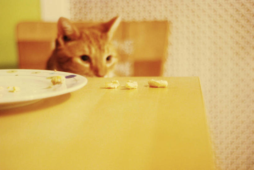 奶酪,无人,横图,室内,白天,桌子,宠物,猫,美国,小猫,动物,盘子,家畜,可爱,摄影,猫咪,饥饿,碎屑,巴尔的摩,马里兰,彩图,饿