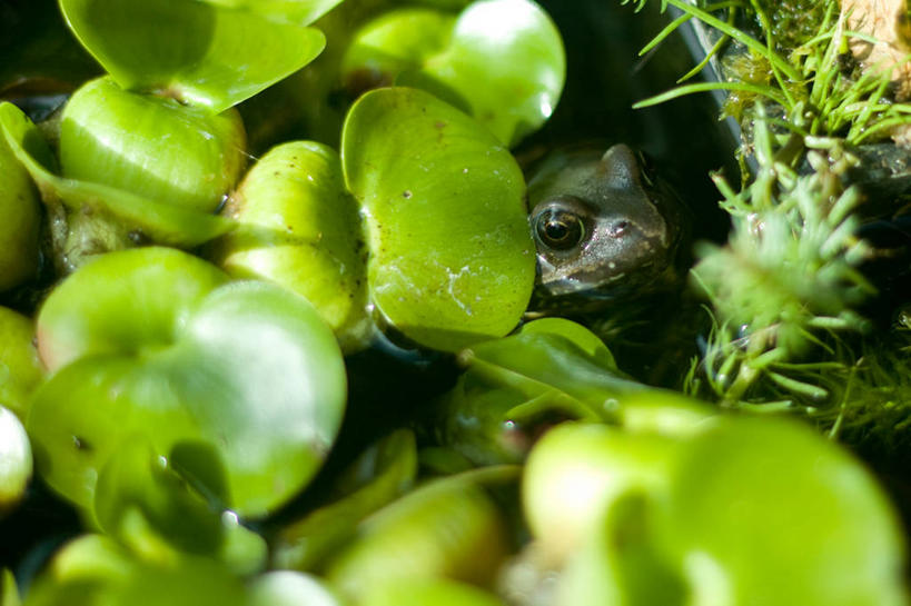 无人,横图,室外,白天,野生动物,英国,池塘,绿色,自然,摄影,头像,隐藏,水生植物,伪装,彩图