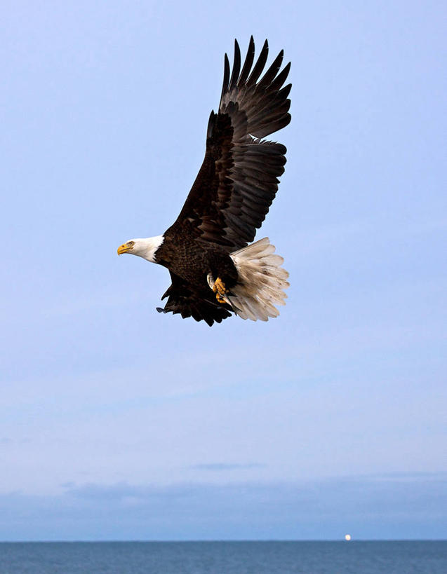 无人,竖图,室外,白天,侧面,自由,海洋,野生动物,鹰,美国,水平线,半空,飞,自然,摄影,阿拉斯加,万里无云,彩图