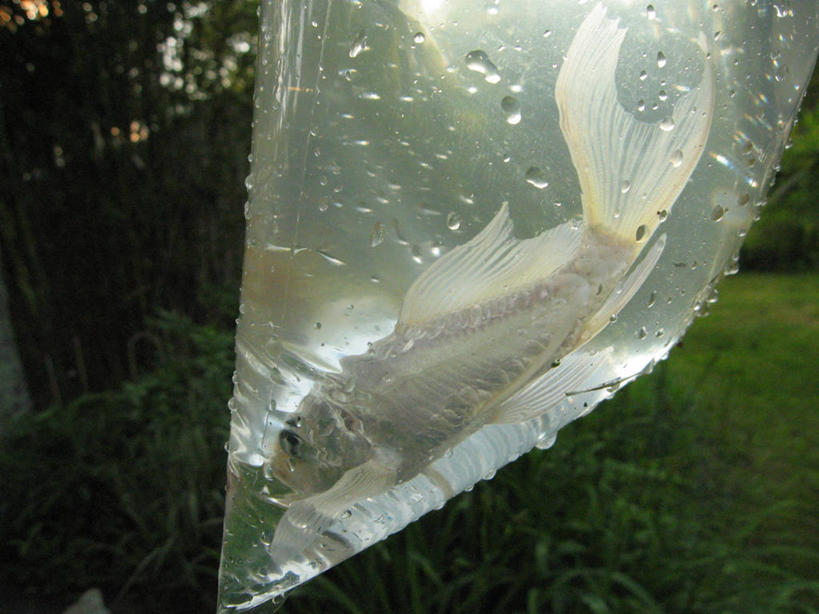 无人,横图,室外,白天,侧面,水,宠物,锦鲤,美国,透明,塑料袋,草,白色,摄影,释放,彩图