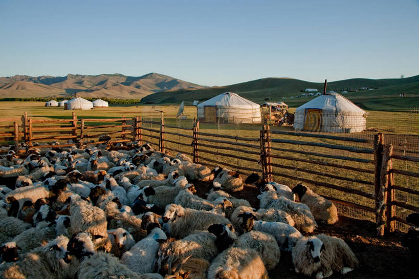 无人,横图,室外,白天,农业,草地,山脉,蒙古,篱笆,首都,摄影,羊圈,蒙古包,万里无云,乌兰巴托,山羊,绵羊,彩图,传统文化,游牧民族