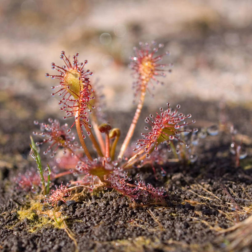 无人,方图,室外,特写,白天,法国,泥土,摄影,生长,茅膏菜,利穆赞,彩图