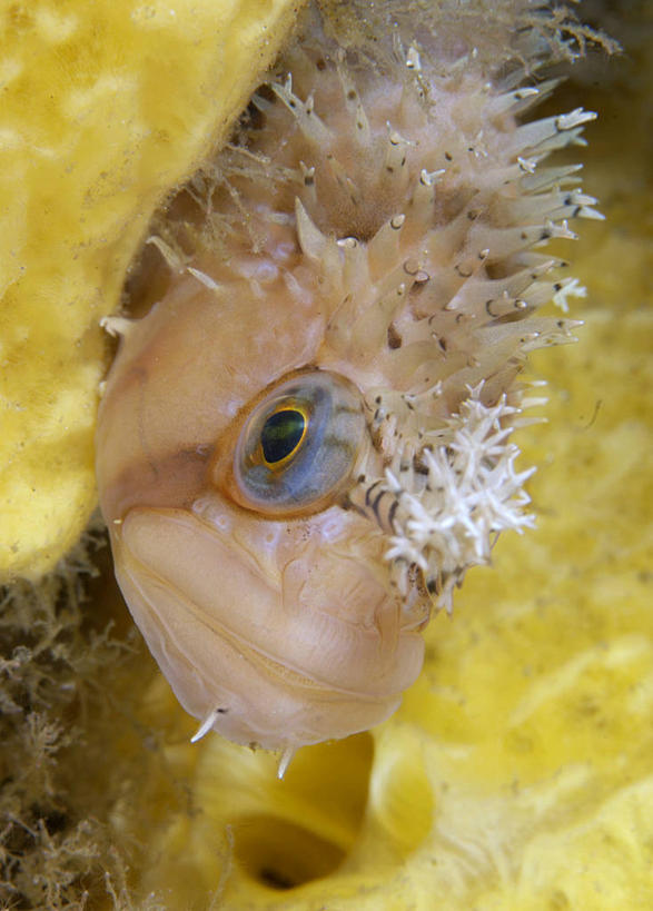 无人,竖图,室外,特写,白天,水下,加拿大,海绵,鱼类,摄影,伪装,大不列颠哥伦比亚,彩图