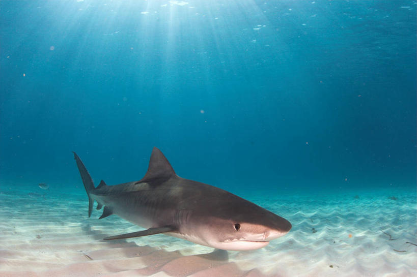 无人,横图,侧面,水下,加勒比海,沙子,自然,摄影,虎鲨,危险,彩图,巴哈马群岛