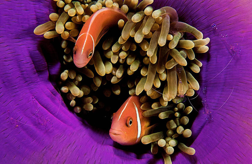 无人,横图,彩色,室外,特写,水下,海葵,斐济,紫色,动物,两只,摄影,五颜六色,色彩斑斓,太平洋,隐藏,五彩缤纷,海葵鱼,五彩斑斓,五光十色,彩图