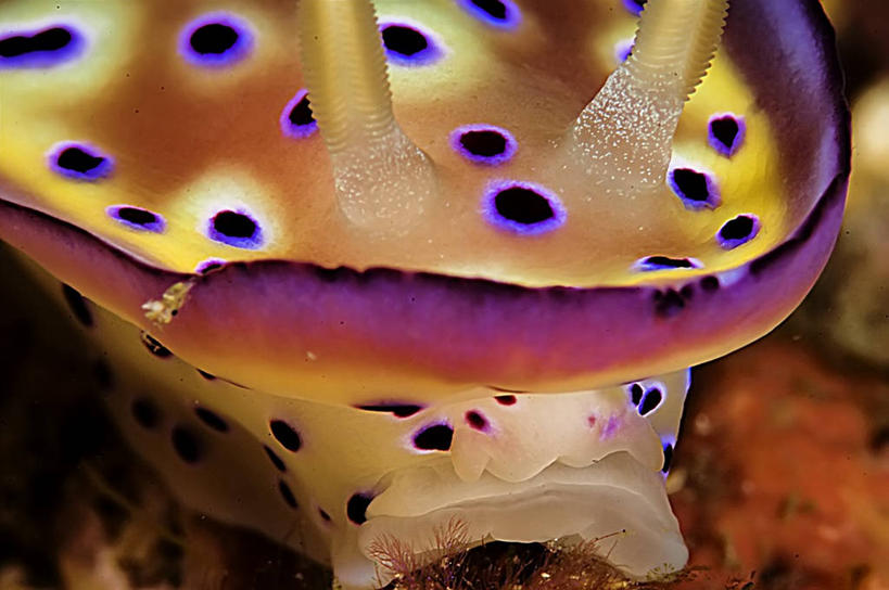 无人,横图,特写,水下,美景,印度尼西亚,海蛞蝓,贝类,斑点,景观,光亮,海洋生物,自然,景色,摄影,软体动物,部分,海兔,自然风光,水生动物,水生物,海底动物,海兔螺,彩图