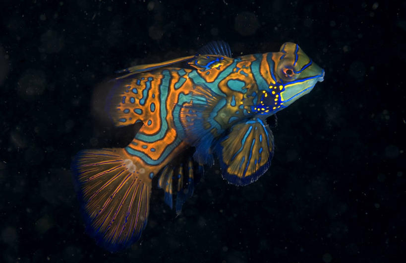 无人,横图,室外,夜晚,侧面,水下,印度尼西亚,漂浮,摄影,鳍,鳜鱼,式样,彩图