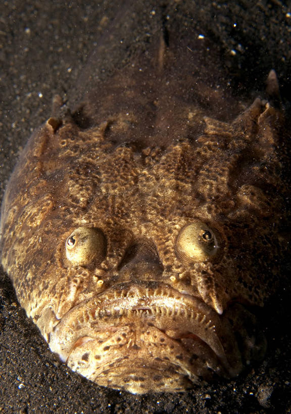 无人,竖图,俯视,正面,水下,印度尼西亚,沙子,褐色,自然,摄影,部分,瞻星鱼,彩图,高角度拍摄