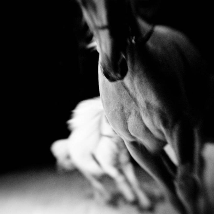 无人,跑,方图,黑白,室内,室外,正面,锻炼,快乐,比赛,运动,竞争,马,黑色背景,首都,娱乐,白色,动物,两只,休闲,摄影,迅速,体育运动,体育,健身