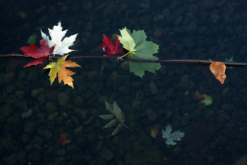 无人,横图,室外,夜晚,漂浮,枫叶,枝,自然,摄影,沙砾,蒙特利尔,秋天,彩图