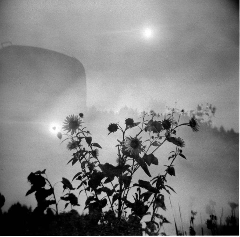 无人,横图,黑白,室外,白天,太阳,向日葵,茎,慕尼黑,自然,摄影