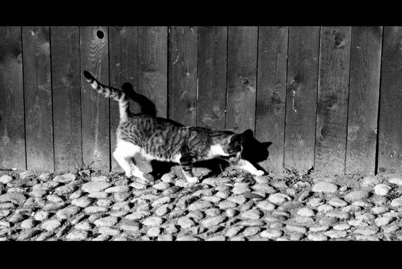 横图,侧面,建材,建筑,猫,俄罗斯,材料,木板,木材,篱笆,木柴,鹅卵石,摄影,建造,木料,隐藏,彩图