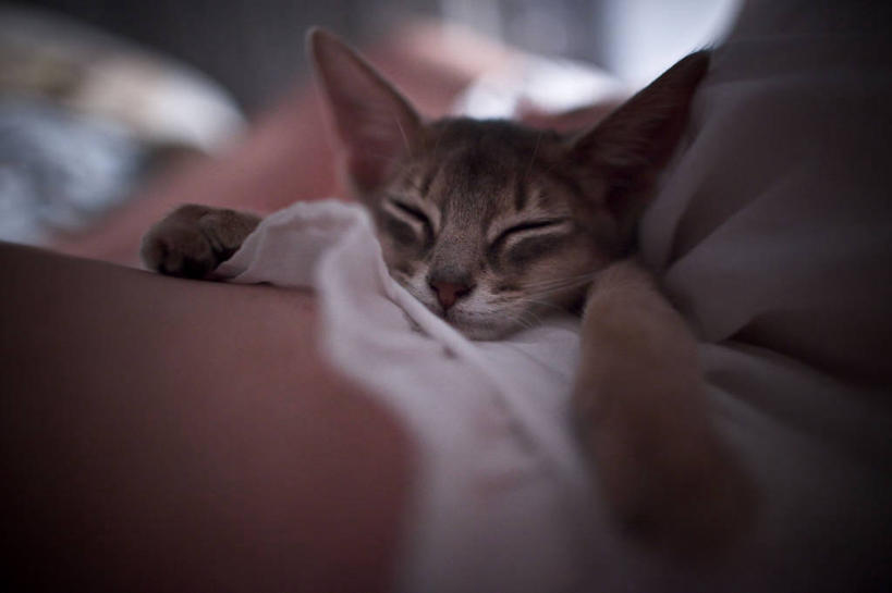 无人,躺,横图,室内,白天,纯洁,宠物,猫,加拿大,可爱,童年,童趣,摄影,阿比西尼亚猫,宁静,童真,烂漫,无邪,多伦多,天真,睡觉,彩图