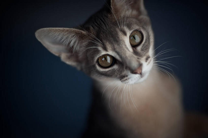 脸,头,脸颊,无人,坐,横图,特写,纯洁,宠物,猫,蓝色背景,肩膀,灰色,可爱,童年,童趣,摄影,阿比西尼亚猫,童真,烂漫,无邪,天真,头部,脸部,脸蛋,面部,彩图,影棚拍摄