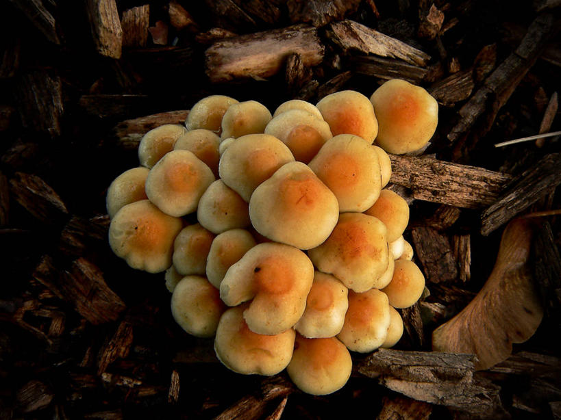 无人,横图,室外,特写,白天,英国,串,树,自然,摄影,生长,真菌,彩图