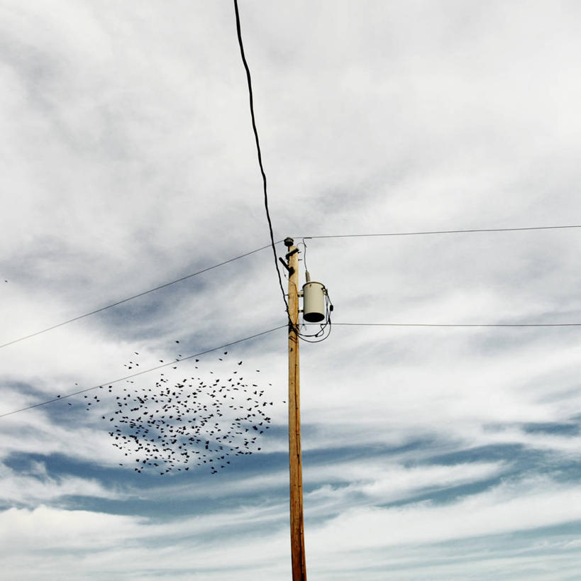 无人,方图,室外,白天,仰视,野生动物,加拿大,一群,许多,丰富,鸟类,很多,半空,飞,自然,摄影,电,彩图,低角度拍摄,电力电缆,电力线