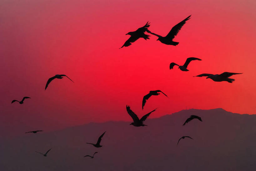 无人,横图,室外,美景,日落,山,野生动物,一群,许多,鸟类,景观,很多,飞,红色,天空,自然,景色,摄影,自然风光,剪影,万里无云,圣莫尼卡,彩图