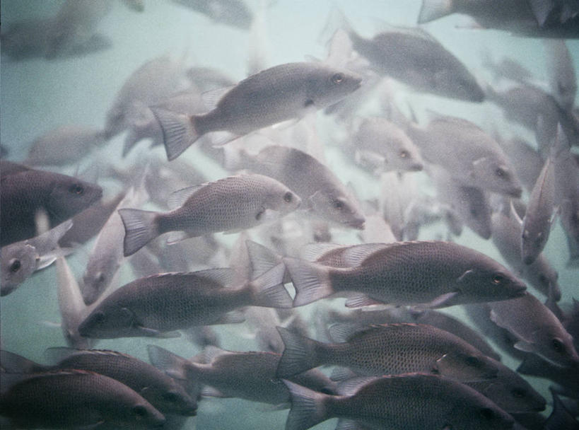 游泳,无人,横图,白天,水下,水,野生动物,美国,一群,许多,丰富,鱼群,很多,鱼类,摄影,彩图,混沌