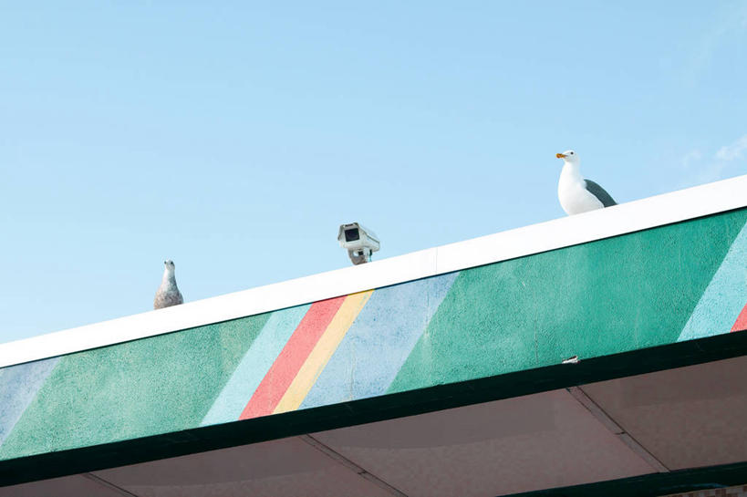 无人,坐,横图,室外,白天,留白,仰视,建筑,海鸥,美国,条纹,鸟类,屋顶,动物,两只,摄影,栖息,观看,幽默,加利福尼亚,监视器,监视,圣克鲁斯,万里无云,彩图,低角度拍摄