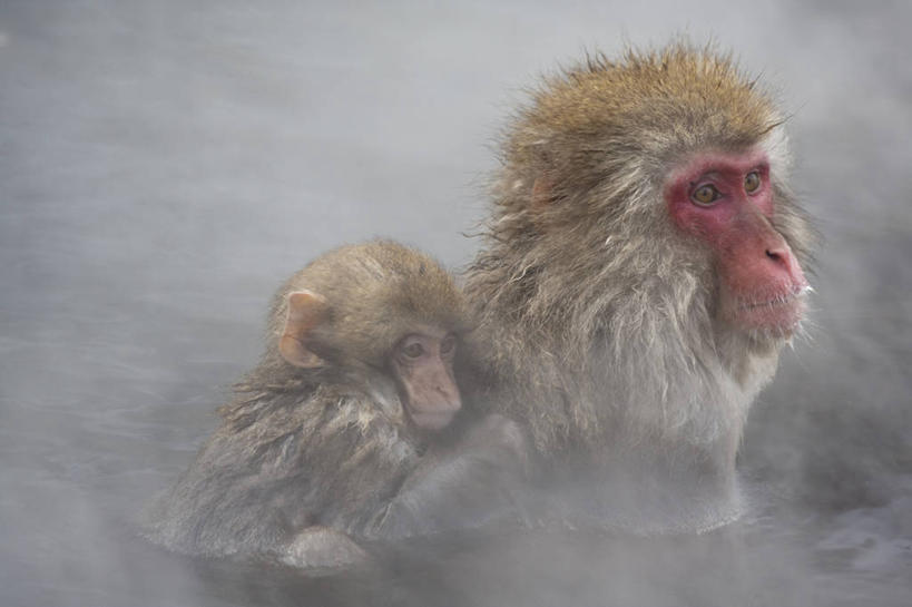 无人,横图,室外,特写,白天,野生动物,长野县,日本,涉水,蒸汽,动物,两只,温泉池,摄影,关爱,日本猕猴,步行,半身,彩图