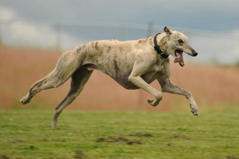 无人,跑,横图,室外,白天,侧面,旅游,度假,自由,美景,宠物,美国,地形,景观,半空,娱乐,自然,享受,休闲,景色,放松,摄影,迅速,自然风光,灰猎犬,彩图,宠物项圈