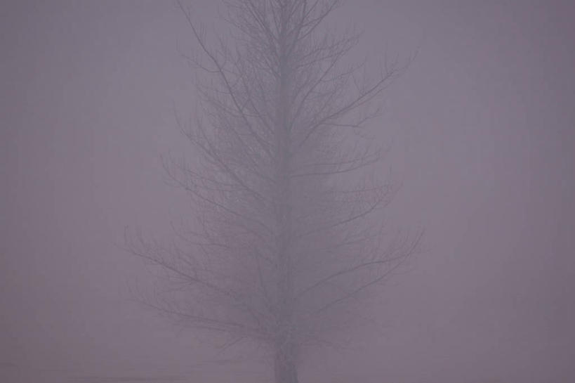 无人,横图,阶调图片,室外,白天,神秘,美景,雾,加拿大,景观,树,一个,自然,景色,摄影,单个,褪色,宁静,简单,自然风光,彩图