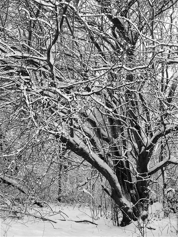 无人,公园,竖图,室外,白天,雪,荷兰,覆盖,地形,冬天,自然,寒冷,摄影,宁静,彩图