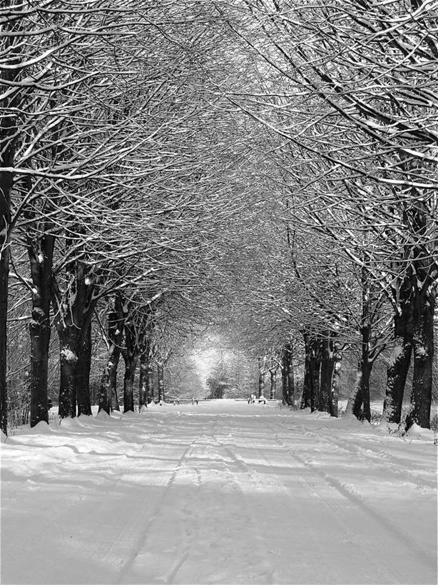 无人,公园,竖图,室外,白天,雪,荷兰,覆盖,地形,冬天,小路,自然,寒冷,摄影,宁静,彩图