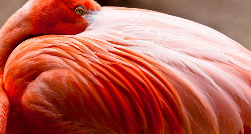 无人,横图,彩色,室外,特写,野生动物,美国,橙色,摄影,五颜六色,部分,色彩斑斓,优美,加利福尼亚,五彩缤纷,圣地牙哥市,五彩斑斓,式样,五光十色,美洲火烈鸟,彩图