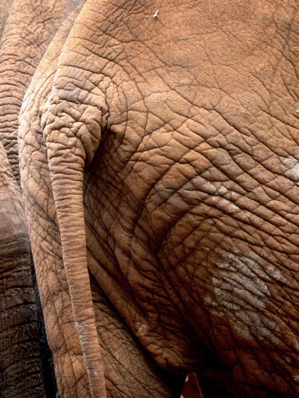 臀部,无人,竖图,室外,特写,白天,野生动物,非洲,肯尼亚,粗糙,尾巴,非洲象,首都,摄影,部分,毛糙,肌理,奈洛比,彩图,粗拙