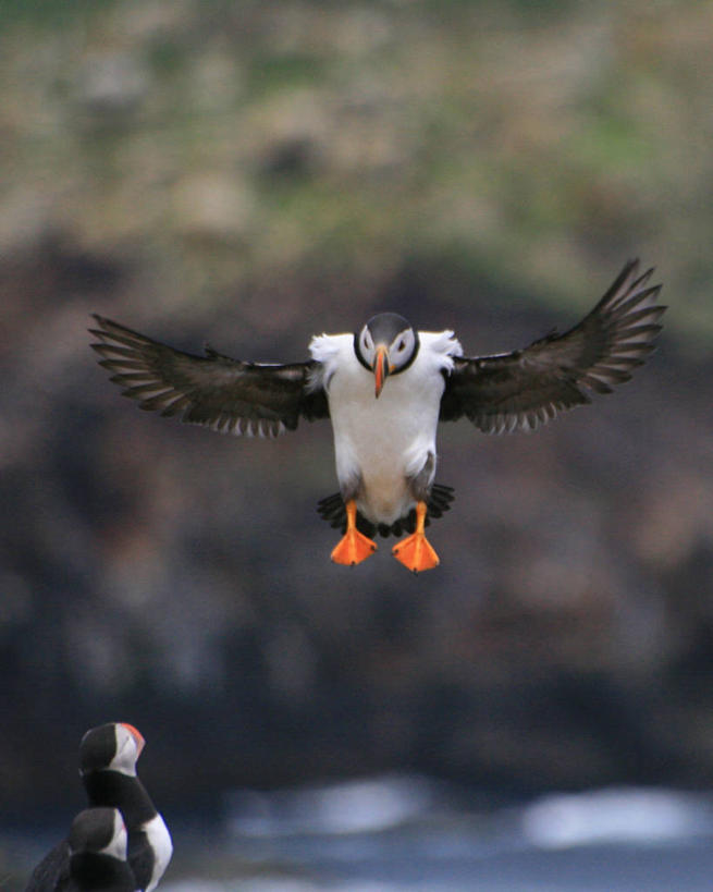 无人,竖图,室外,白天,美景,海鸟,鸟,野生动物,加拿大,三只,鸟类,景观,着陆,自然,动物,景色,可爱,摄影,活泼,自然风光,角嘴海雀,海雀,纽芬兰省,彩图,纽芬兰岛