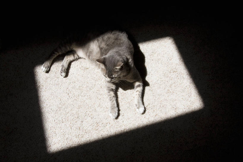 无人,横图,俯视,室内,白天,宠物,猫,日光,美国,天窗,趴着,放松,摄影,彩图,高角度拍摄