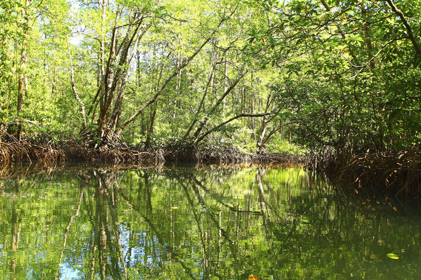 无人,横图,室外,白天,河流,美景,森林,植物,菲律宾,反射,景观,自然,景色,摄影,宁静,环境,自然风光,巴拉望,彩图,红树林