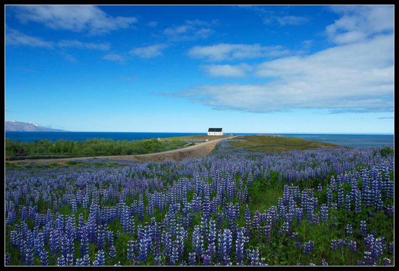 无人,横图,室外,白天,草地,海洋,丰富,房屋,地形,水平线,云,紫色,风景,摄影,宁静,白羽扇豆,彩图
