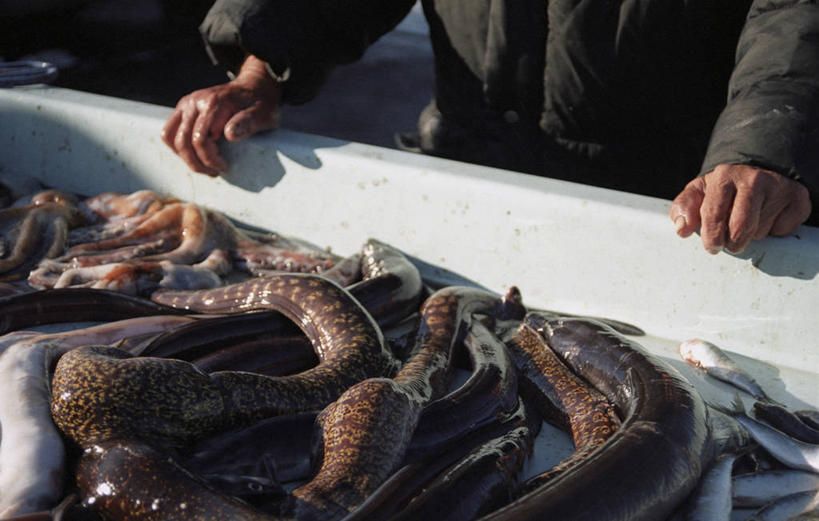 成年人,手,一个人,横图,室外,白天,马赛,水,法国,仅一个男性,一群,许多,丰富,市场,很多,鱼类,饮食,容器,靠,靠着,人体,摄影,选择,咸水鳗,海产,彩图