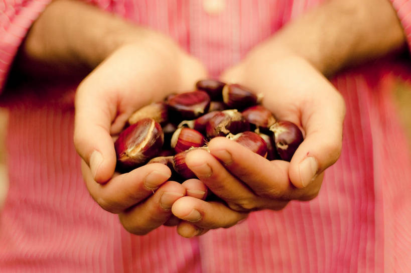 成年人,手,一个人,横图,特写,衬衫,意大利,仅一个男性,一把,许多,丰富,栗子,很多,饮食,人体,摄影,捧着,彩图