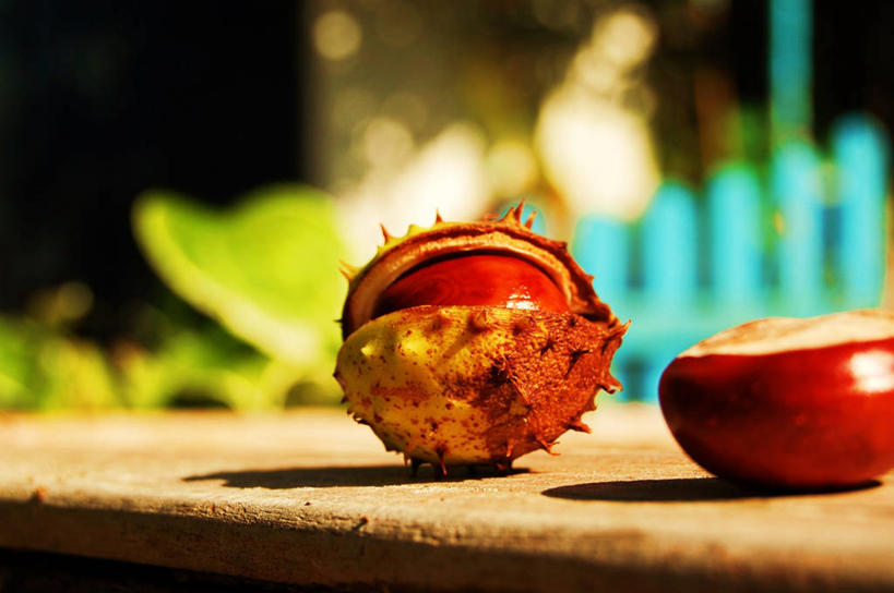 无人,横图,室外,特写,白天,桌子,静物,日光,英国,庭院,种子,果皮,两个,摄影,锋利,尖锐,七叶树,娑罗树,秋天,彩图