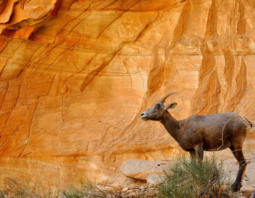 无人,站,横图,室外,白天,侧面,野生动物,羊,美国,大峡谷,草,动物,可爱,摄影,活泼,亚利桑那,大角羊,大峡谷国家公园,机敏,盘角羊,盘羊,岩石,彩图