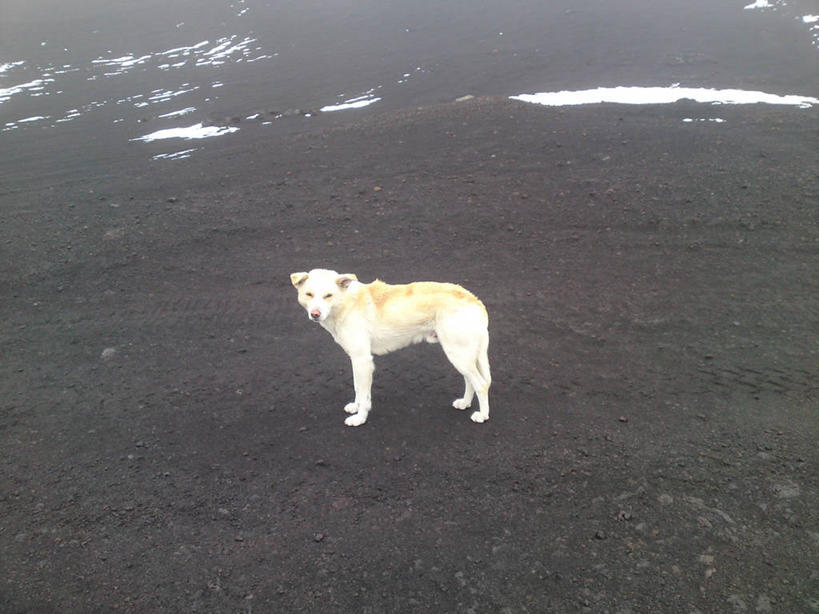 无人,站,横图,俯视,室外,白天,侧面,宠物,狗,意大利,白色,摄影,埃特纳火山,彩图,高角度拍摄,独处