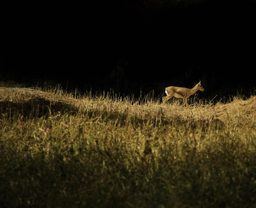 无人,站,横图,室外,夜晚,留白,侧面,鹿,印度,草,摄影,国家公园,卡纳塔克邦,班加罗尔,彩图