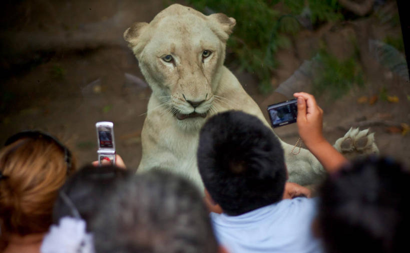 脸,头,脸颊,动物园,横图,俯视,室外,白天,通讯,手机,阿根廷,雌狮,塑料,亚克力,首都,肩膀,拍照,数码相机,塑料制品,摄影,观看,亚加力,有机玻璃,无线电技术,布宜诺斯艾利斯,头部,脸部,脸蛋,面部,彩图,高角度拍摄,聚甲基丙烯酸甲酯,热塑性塑料