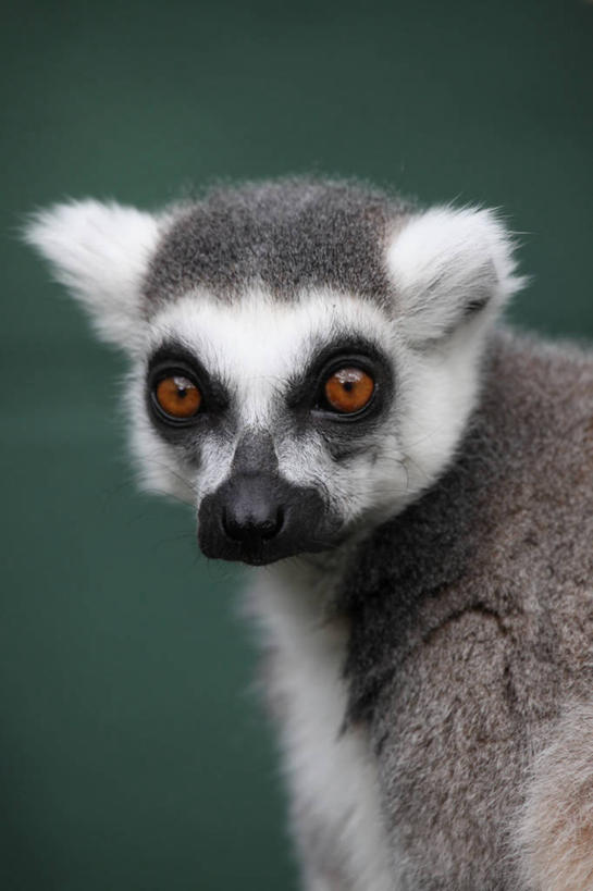 脸,头,脸颊,无人,竖图,室外,特写,纯洁,野生动物,马达加斯加,绿色背景,肩膀,可爱,童年,童趣,摄影,肖像,童真,烂漫,无邪,环尾狐猴,天真,头部,脸部,脸蛋,面部,彩图