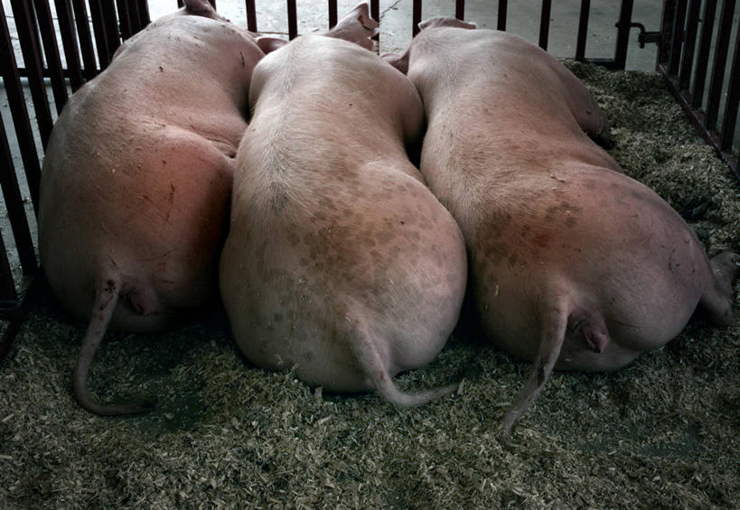 无人,横图,室内,特写,猪,美国,三只,并排,背面,休息,摄影,肮脏,牲畜,幽默,侧卧,邋遢,明尼苏达,龌龊,污秽,彩图