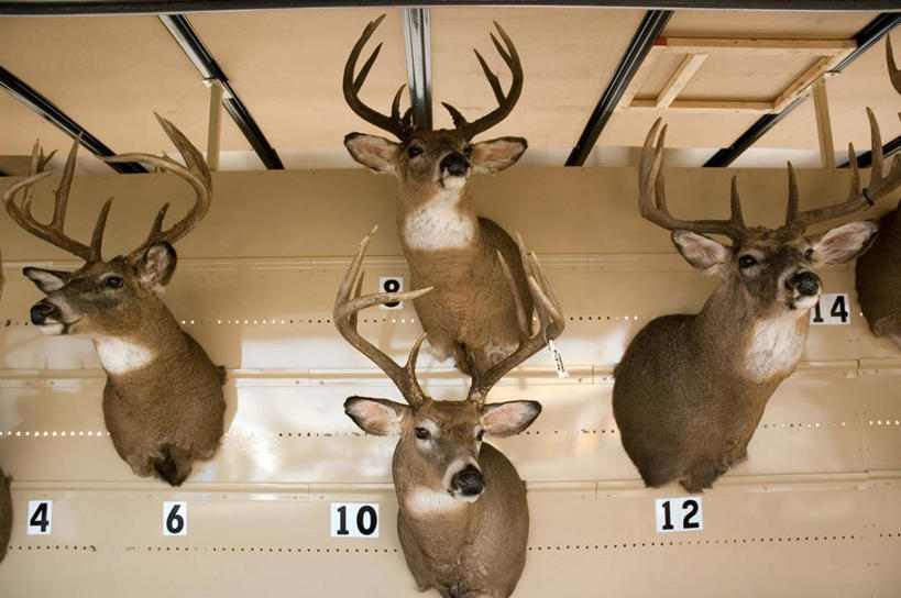 无人,横图,室内,特写,建材,建筑,鹿,美国,材料,木板,木材,数字,木柴,摄影,建造,木料,死亡,明尼苏达,彩图,奖杯