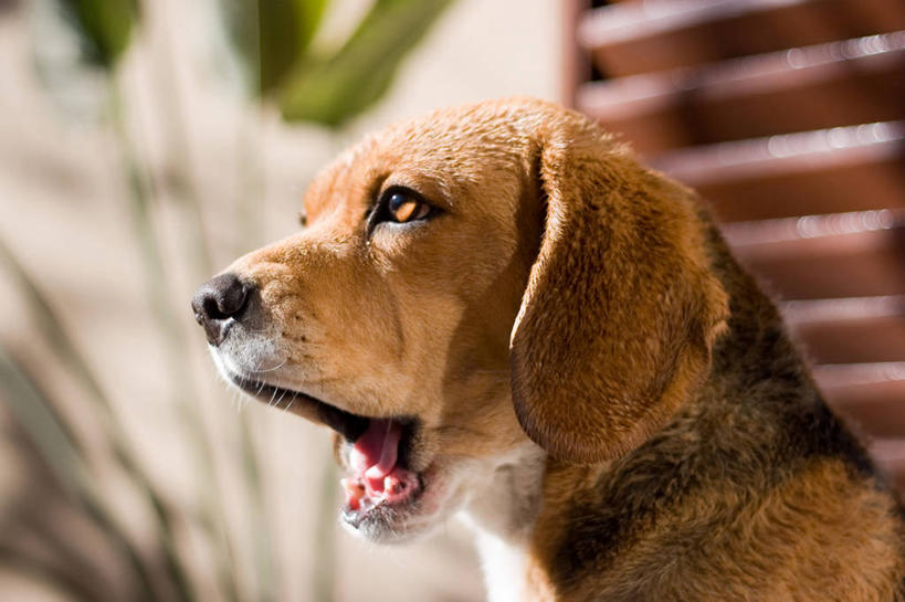 脸,头,脸颊,无人,横图,室外,特写,侧面,懒惰,植物,宠物,阿根廷,湿,肩膀,打哈欠,张嘴,疲倦,摄影,疲劳,疲惫,困乏,张大嘴巴,疲乏,委顿,疲困,疲顿,疲钝,倦怠,怠倦,门多萨,厌倦,头部,脸部,脸蛋,面部,张开嘴,彩图,小猎犬